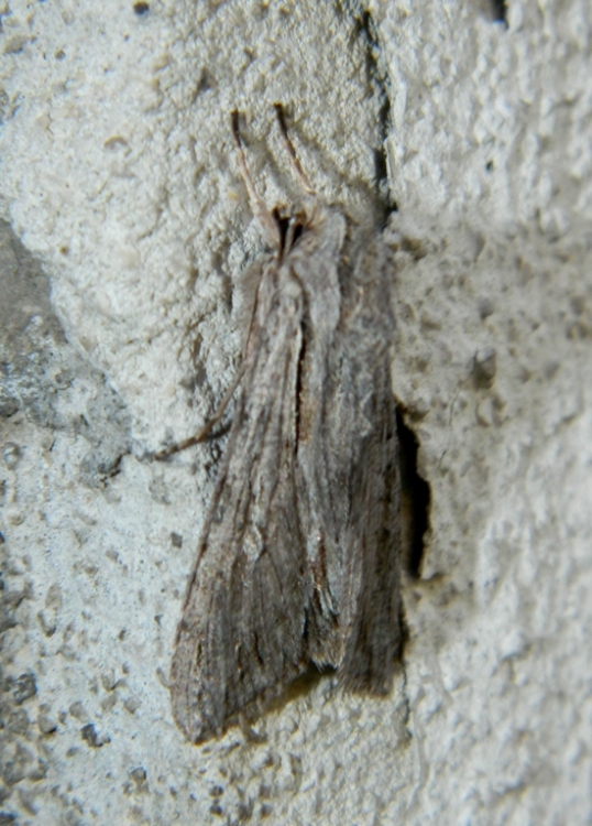 Aiuto id: Dichagyris candelisequa? No, Auchmis detersa